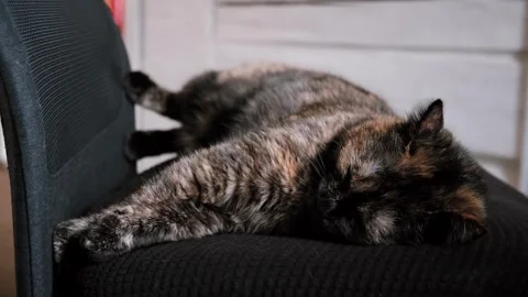 A tortoiseshell sleeping cat lies stretched out on a black office chair at Stock Footage 344109513