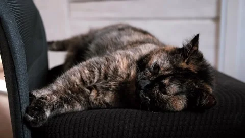 Tortoiseshell sleeping cat lies stretched out on a black office chair at home Stock Footage 344109616