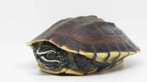 Tortorise digging its head in its shell. Stock Footage 182473208