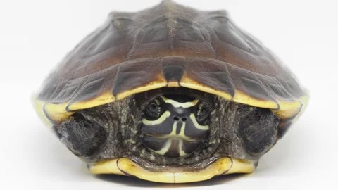 Tortorise digging its head in its shell Stock Footage 182473267