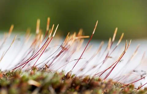 As tortula moss background of snow Stock Photos