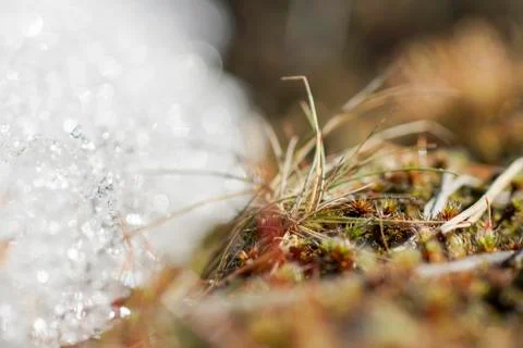 As tortula moss background of snow Stock Photos