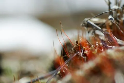 As tortula moss background of snow Stock Photos