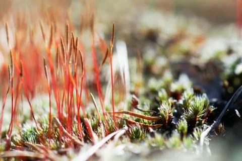 As tortula moss background of snow Stock Photos