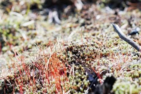 As tortula moss background of snow Stock Photos