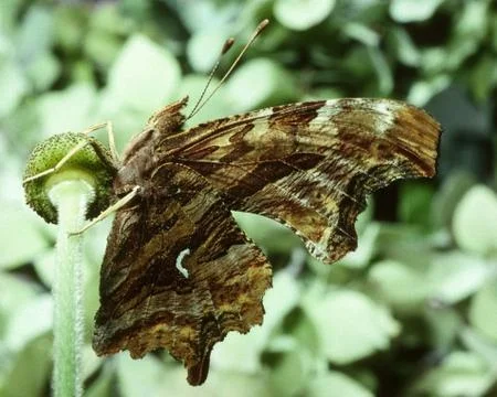 Tortuous shell butterfly Stock Photos