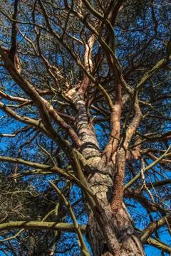 Tortured pine tree branches from below Stock Photos