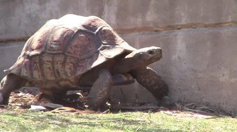 Tortus Turtle 動画素材 33341453