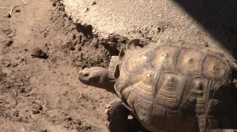 Tortus Turtle Stock-Footage 33364624