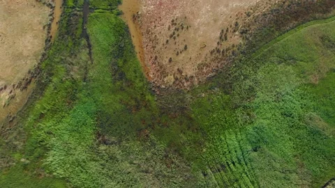 Tossed trees Vídeos de archivo 196981882