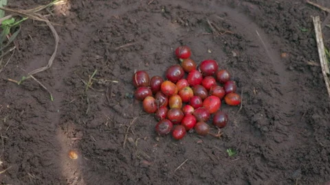 Tossing Green Coffee Beans into Circle Stock Footage 316722501