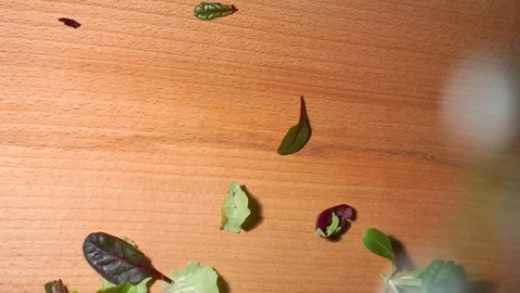 Tossing Mixed Salad Leaves fall down slow motion Stock Footage 101820589