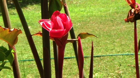 Tot  ginger 스톡 동영상 263499