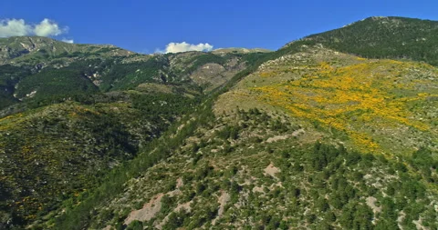 Total aerial view of Monte Morrone and a grove of yellow colored brooms Stock Footage 246043331