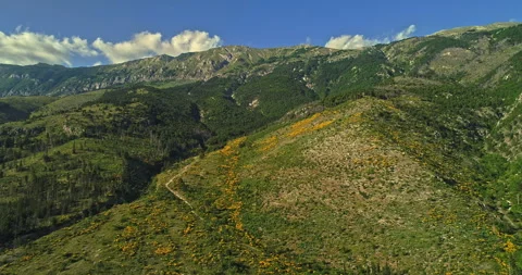 Total aerial view of Monte Morrone and a grove of yellow colored brooms Stock Footage 246043694