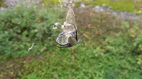 Total Control 動画素材 237614879