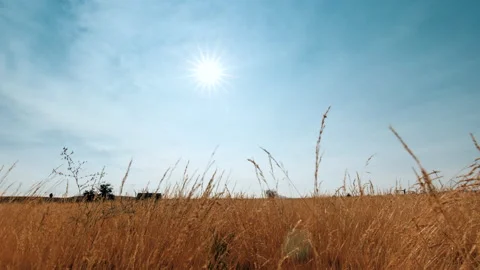 Total Eclipse Timelapse in Oregon Field Stock Footage 224248836