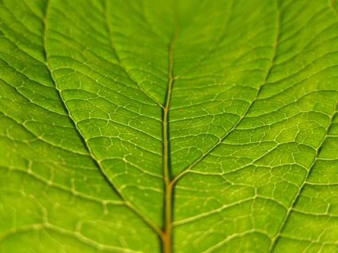 Total Green Leaf Stock Photos