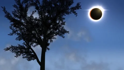 Total solar eclipse behind tree silhouette in clear blue sky. 4K Video stock 343243953