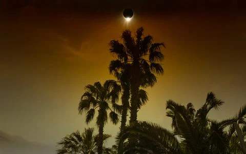 Total solar eclipse in dark red sky above palm trees Фото