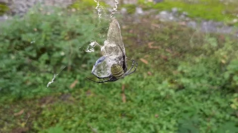 Total Submission Видео 237614863