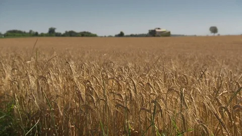 Total view of field with harvester in the background Stock Footage 73697137