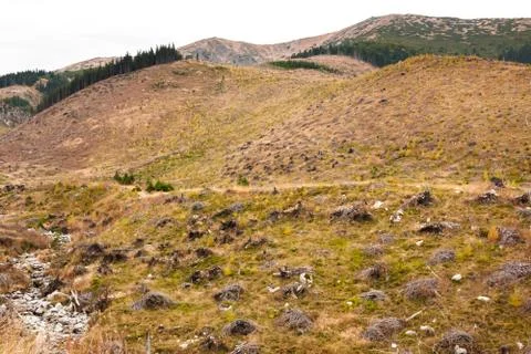 Totally deforested area Stock Photos