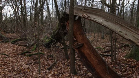 Totally destroyed old tree lies broken off in the forest Stock Footage 120649417