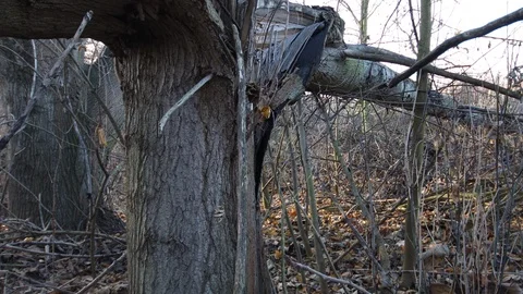 Totally destroyed tree after lightning Stock-Footage 121467881