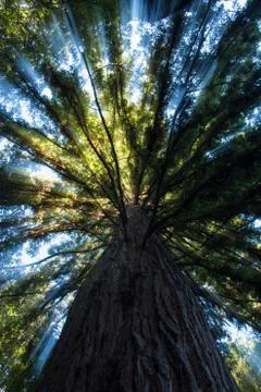 Totara skyward Stock Photos