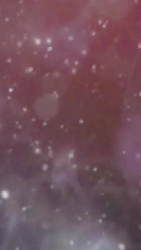 Toto Stock Footage 270114330