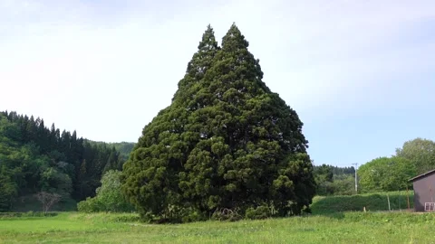 Totoro's Tree: The Great Cedar of Kosugi Stock Footage 332320465
