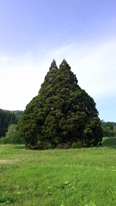 Totoro's Tree: The Great Cedar of Kosugi Stock Footage 332320467