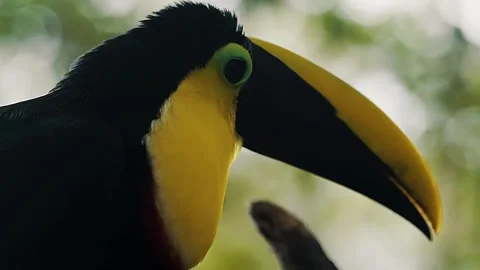 Toucan Beak Close Up Video stock 323143257