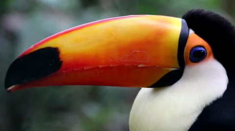 Toucan - beautiful bird of Amazon Stock Footage 26145481
