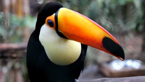 Toucan beautiful bird Stock Footage 270817718