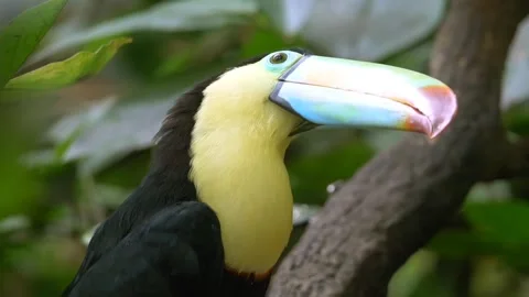 Toucan beautiful bird Stock-Footage 274414729