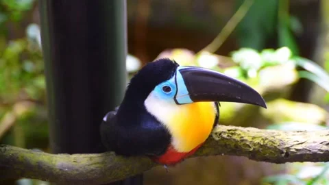 Toucan beautiful bird Stock Footage 274415408