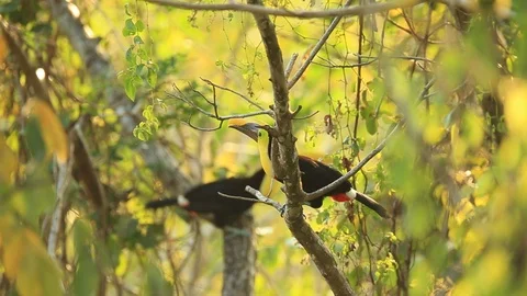Toucan, Big beak bird Chesnut-mandibled sitting on the branch Stock Footage 86976947