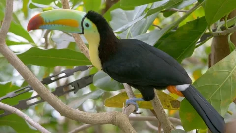 Toucan bird beautiful Video stock 274414730