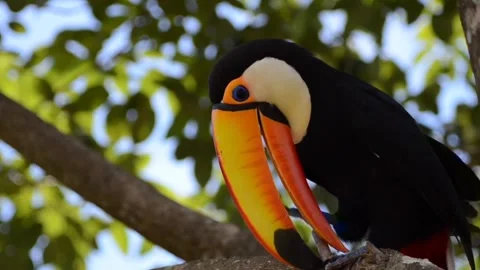 Toucan bird bird Stock Footage 269213197