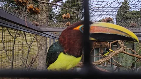 A toucan bird close up Stock Footage 266061601