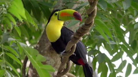 Toucan bird Stock Footage 270089330