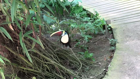 Toucan bird on the forest Stock Footage 89075461