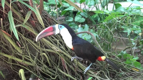 Toucan bird on the forest Stock Footage 89075483