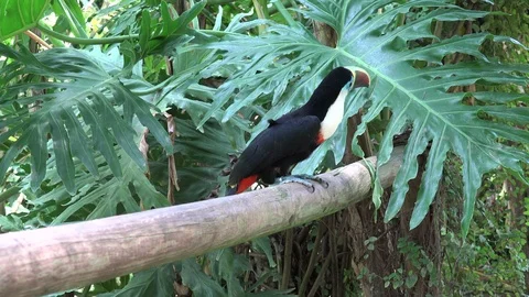 Toucan bird on the forest Stock Footage 89075502