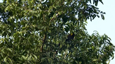 Toucan bird hopping within large broad leaf tree in Panama Stock Footage 123638265