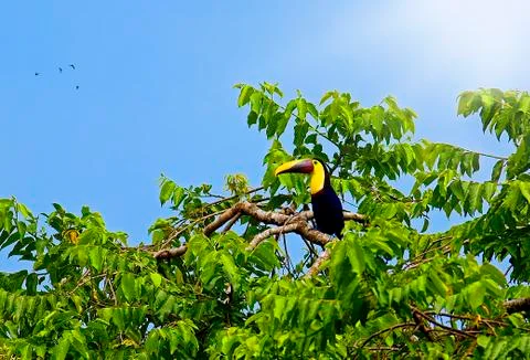 Toucan bird Stock Photos