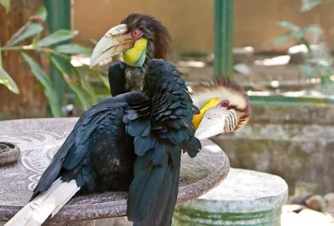 Toucan Bird Stock Photos