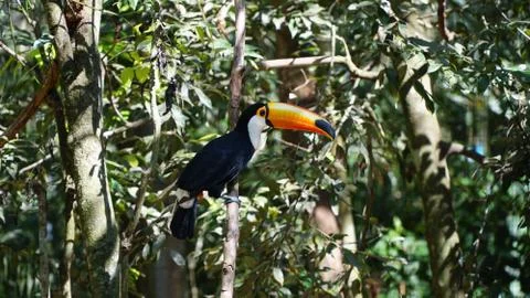 Toucan Bird Stock Photos